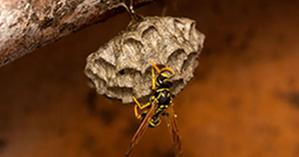 Hornets in North Carolina: Signs, Risks, and Control — featured image