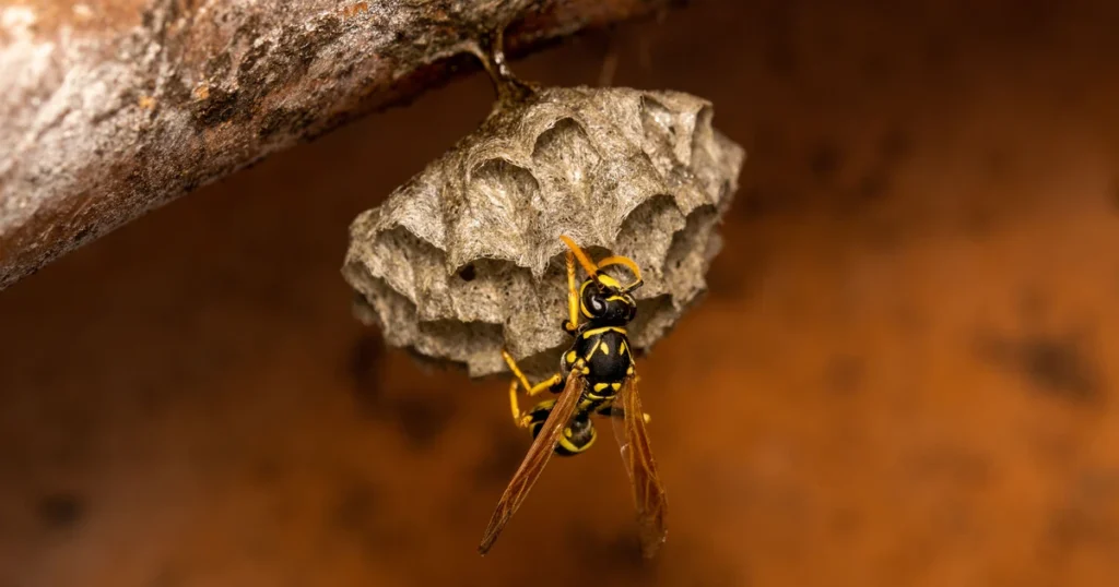 Hornets in South Carolina: Signs, Risks, and Control β featured image