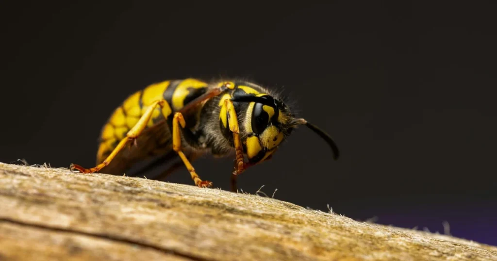 Hornets in Virginia: Signs, Risks, and Control — featured image