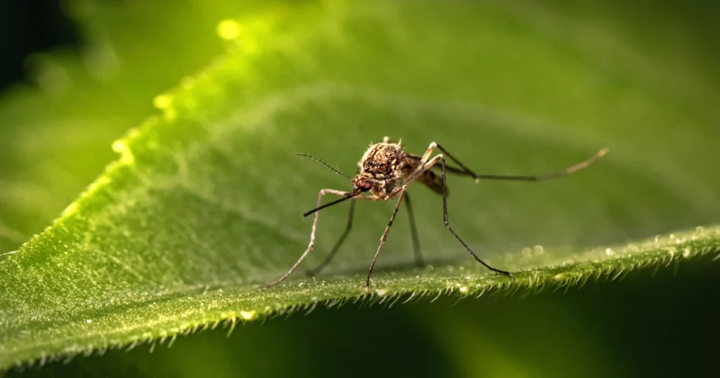 Mosquito Season in Georgia: Signs, Risks, and Control β featured image