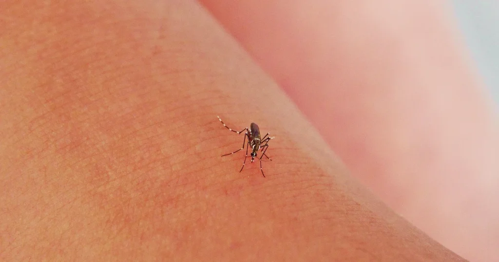 Mosquito Season in Virginia: Signs, Risks, and Control β featured image