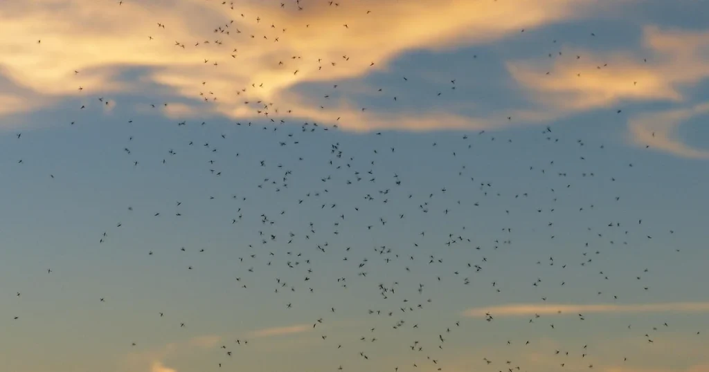Mosquitoes in Florida: Signs, Risks, and Control — featured image