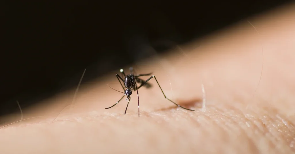 Mosquitoes in Georgia: Signs, Risks, and Control β featured image
