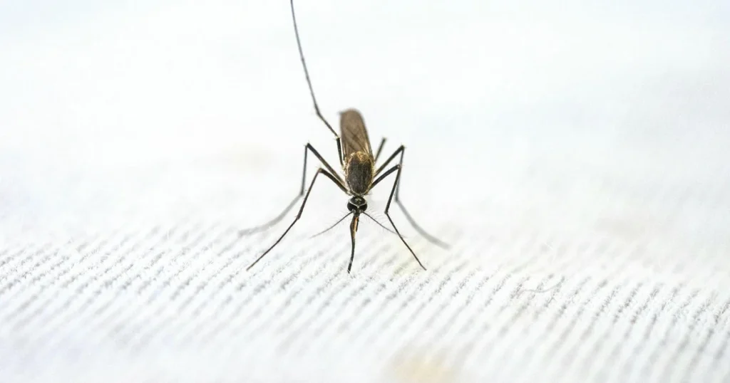 Mosquitoes in Orlando: Signs, Risks, and Control β featured image