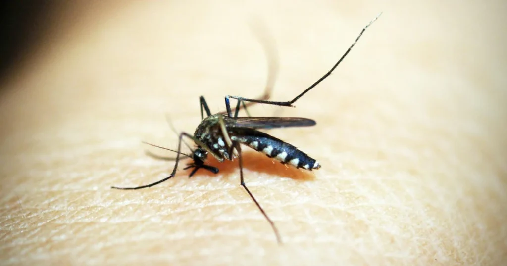Mosquitoes in Virginia: Signs, Risks, and Control 6 Mosquitoes in Virginia: Signs, Risks, and Control — featured image