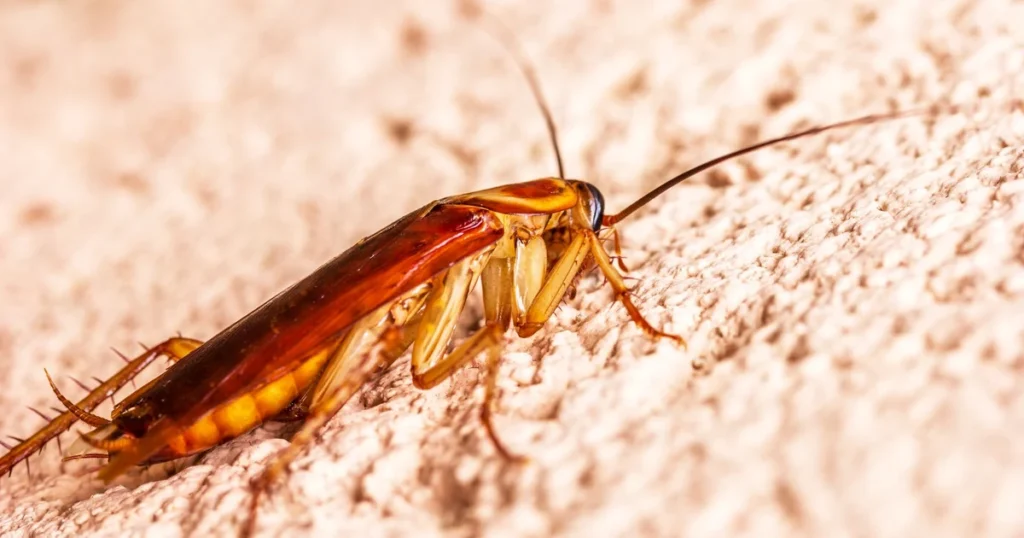 Palmetto Bugs in Georgia: Signs, Risks, and Control — featured image