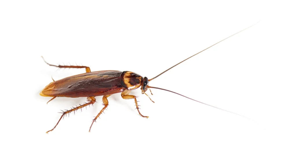 Palmetto Bugs in North Carolina: Signs, Risks, and Control — featured image