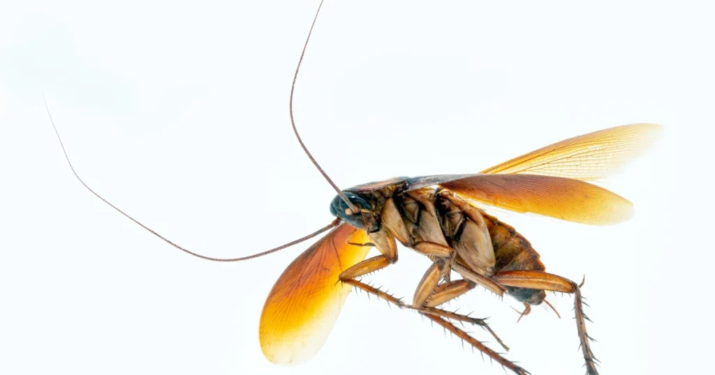 Palmetto Bugs in South Carolina: Signs, Risks, and Control — featured image