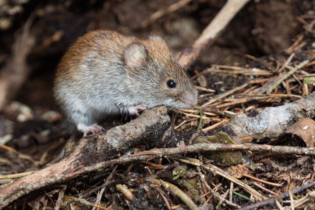 A small brown and gray mouse, like mouse species in Florida—here’s how to tell them apart—stands on the forest floor.