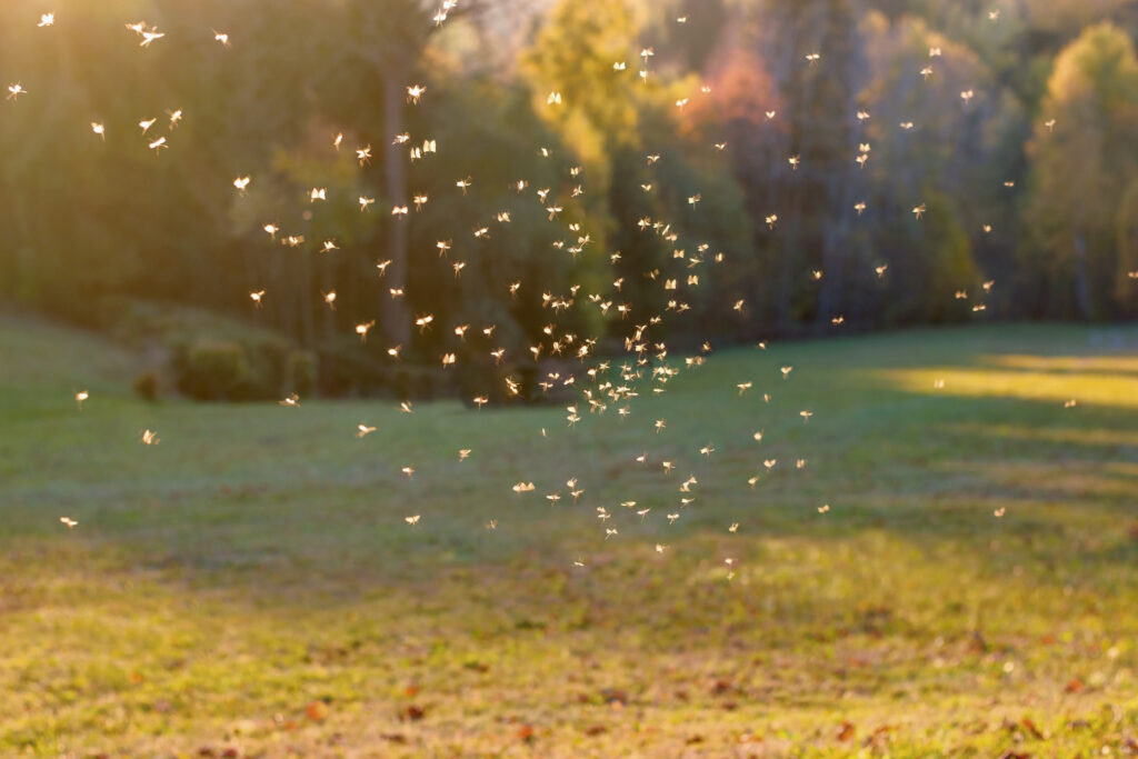 A swarm of small insects, marking mosquito season in North Carolina, hovers over a sunlit grassy field with trees behind.