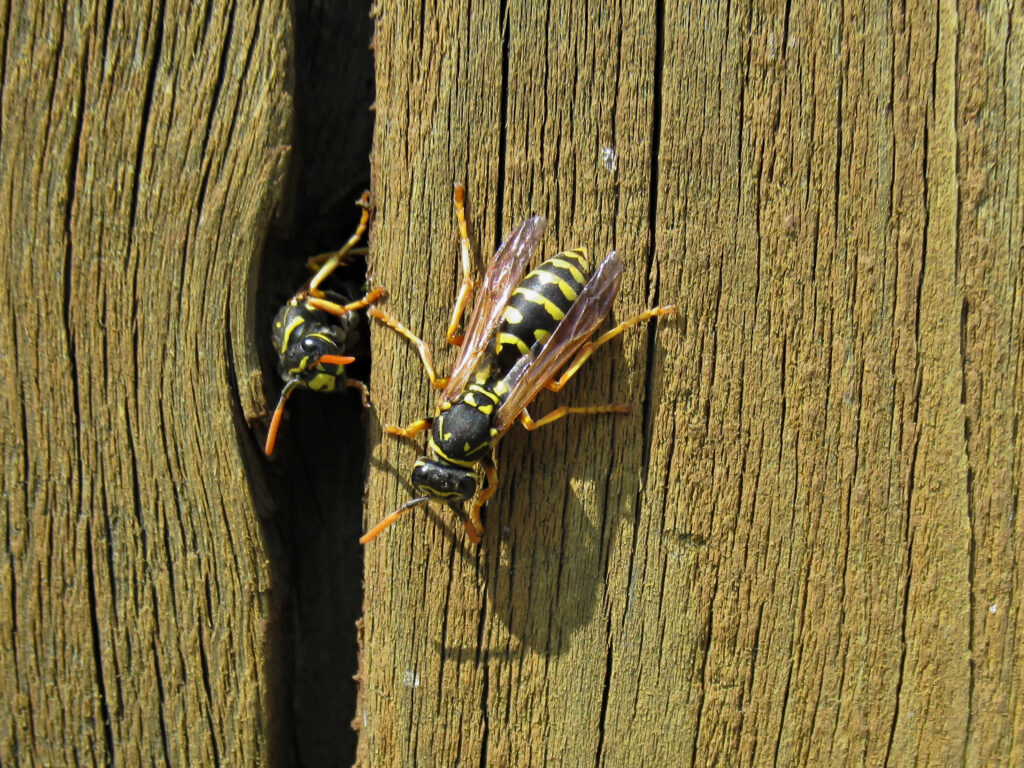 Two yellow and black wasps, seen on weathered wood, illustrate wasp types found in South Carolina: a homeowners guide.