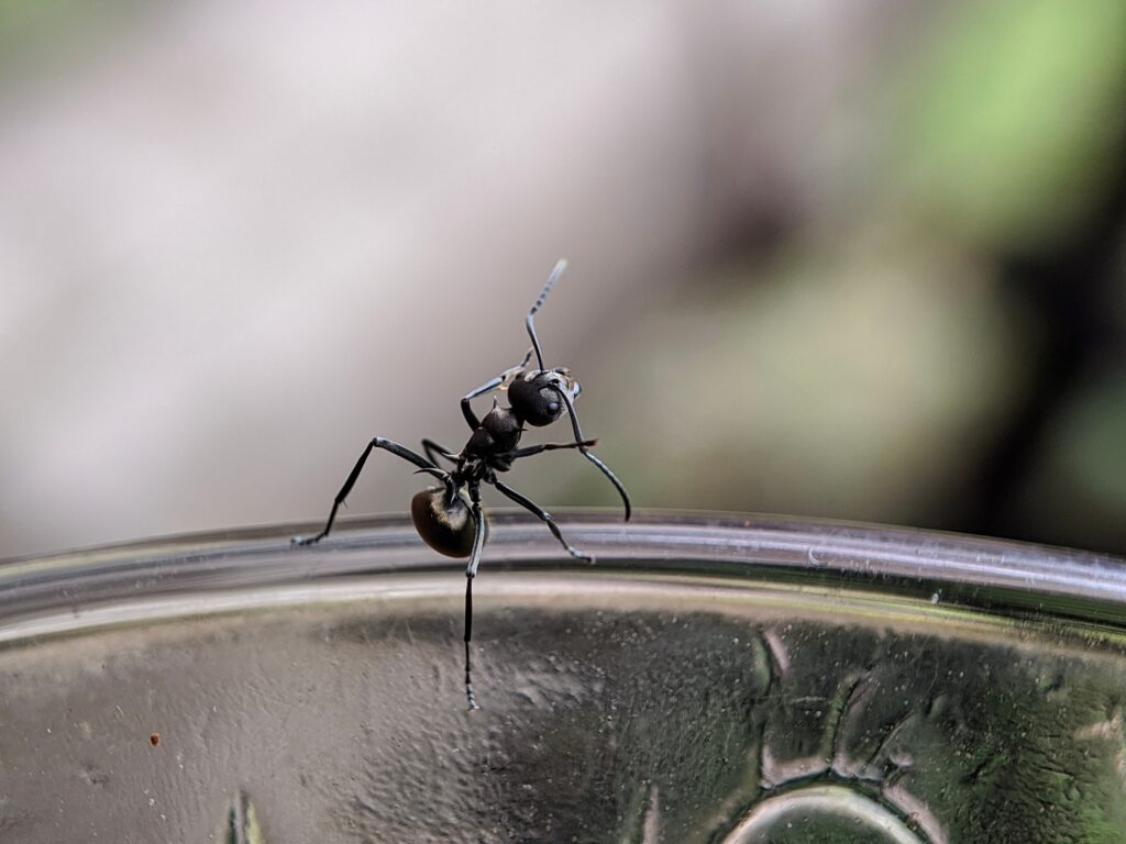 A close-up of a black ant, highlighting features to tell ant species in North Carolina apart, on a transparent surface.
