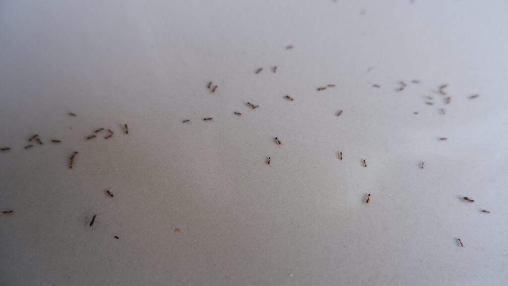 A group of small ants, like those in "Ant Types Found in Virginia: A Homeowners Field Guide," scatters on a smooth surface.