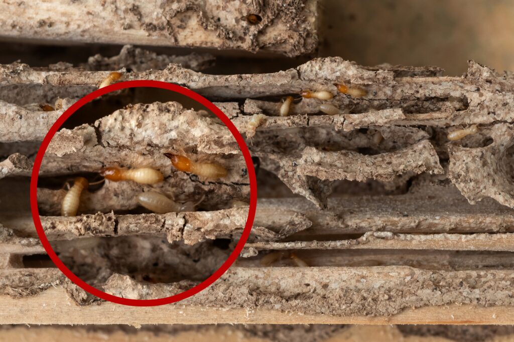 Close-up of types of termites in Florida inside damaged wood, showing how to tell them apart with red circles.