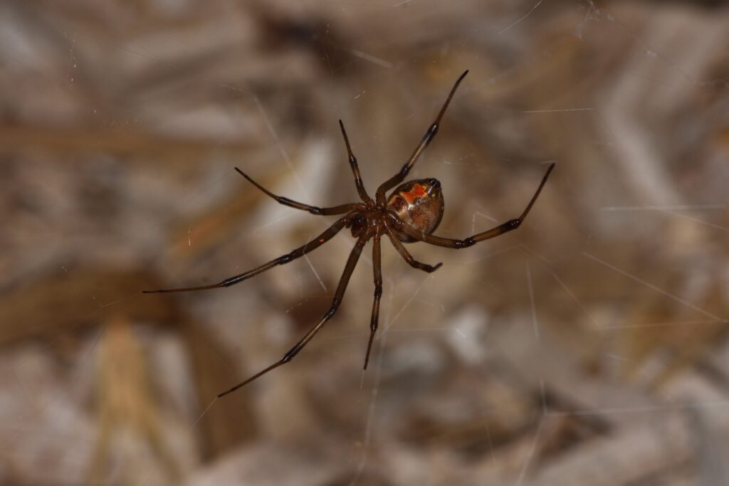 A close-up of a dark-colored spider, one of the types found across the state, hanging in the center of its web.