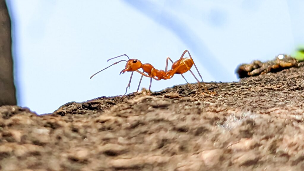 Close-up of an orange ant species in Georgia walking on rough brown bark with a blurred blue and green background.