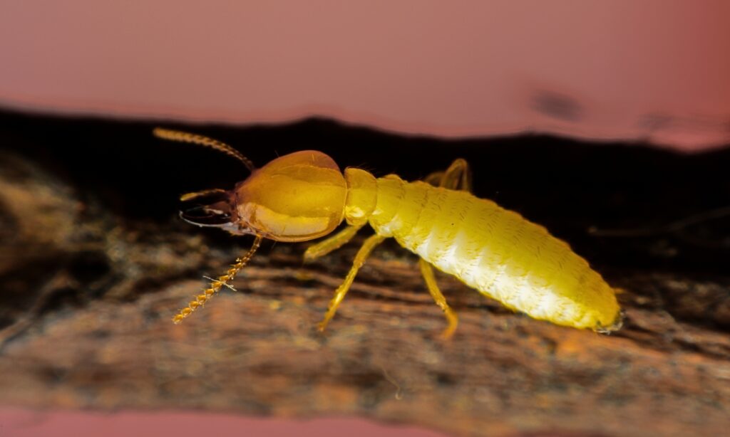 Close-up of a yellow termite, a common termites in Georgia species, on wood showing signs and structural damage.