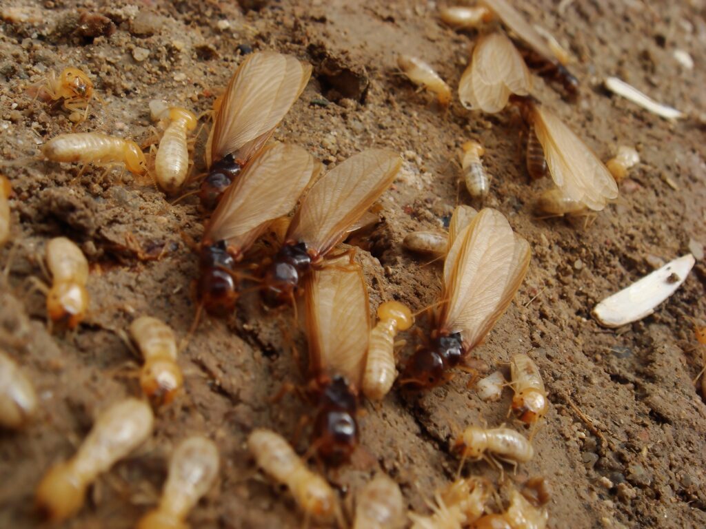 A close-up of winged and wingless termites crawling on soil—see what to watch for when termites swarm in Florida.