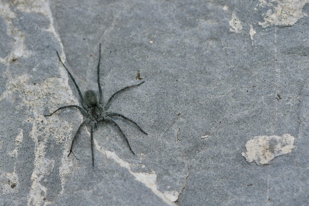 A dark-colored spider, one of the common species in Virginia Beach, rests on a rough, gray stone surface with white cracks.