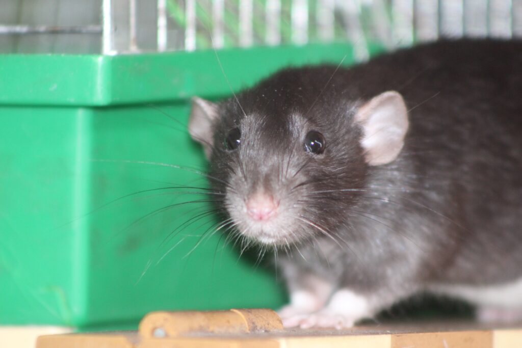A close-up of a black and white rat, one of the types of rats in Florida, with pink ears by a green cage background.