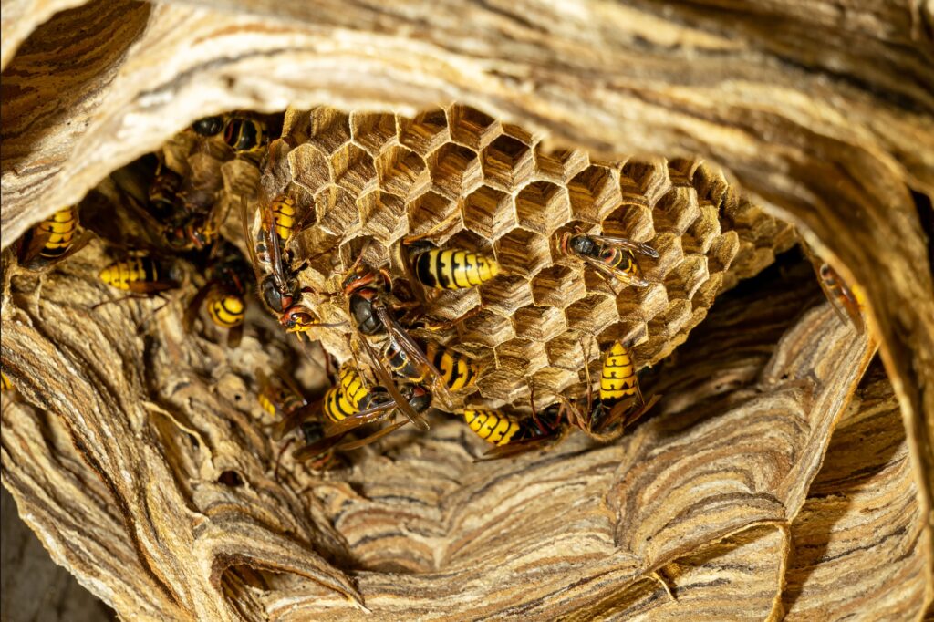 Close-up of yellow and black wasps—learn how to identify common species in a papery, textured wasp hive.