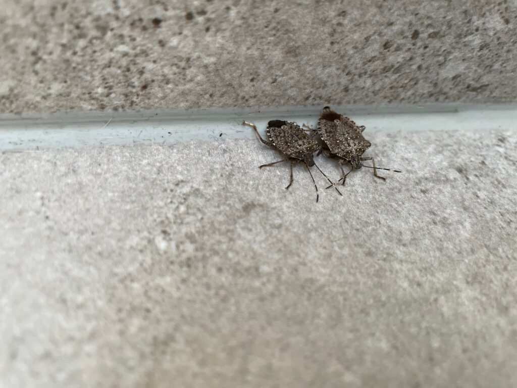 Two brown stink bugs, common in Florida, cluster near a white grout line—what homeowners need to know.
