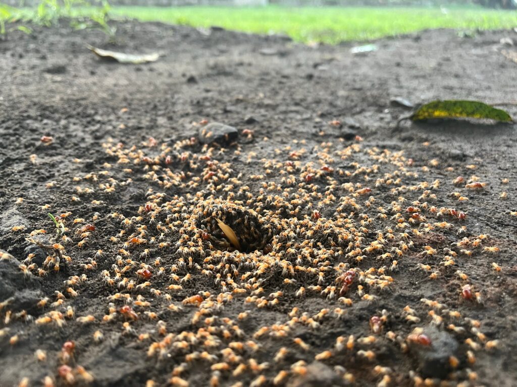 Hundreds of ants swarm around a hole in the soil, resembling termite swarming season in South Carolina.
