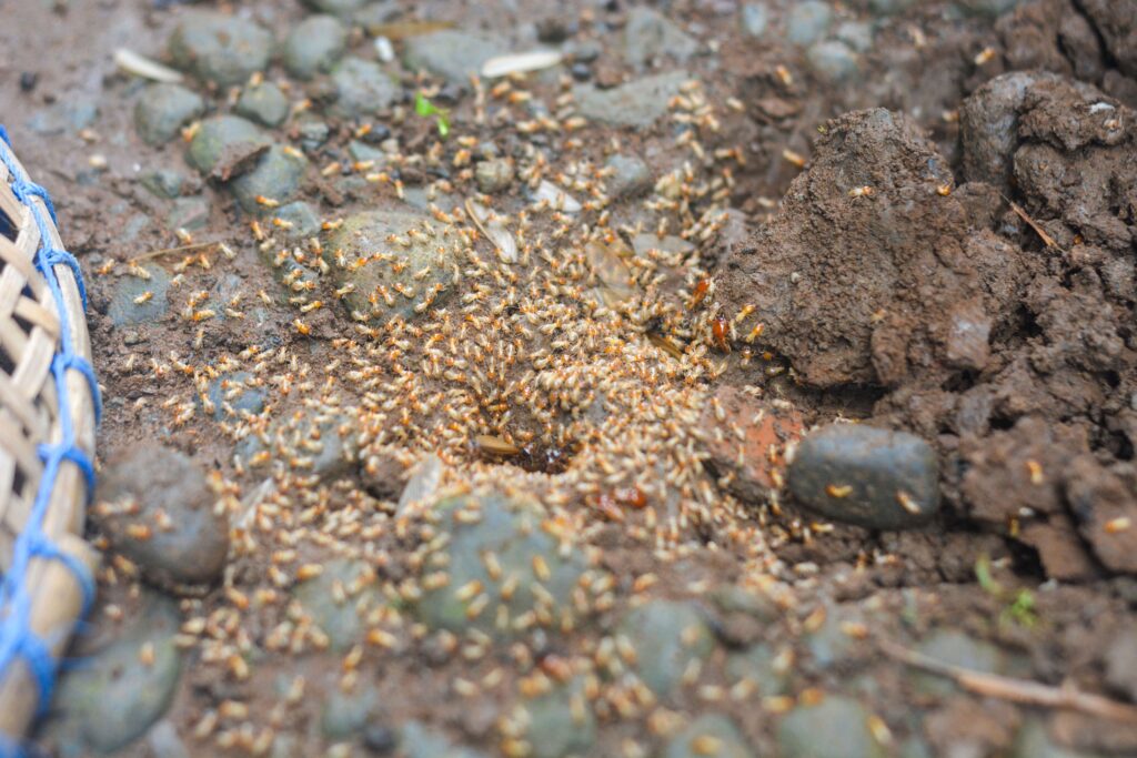 A swarm of termites gathers on damp soil—learn when termites swarm in Georgia, timing and what to watch for.