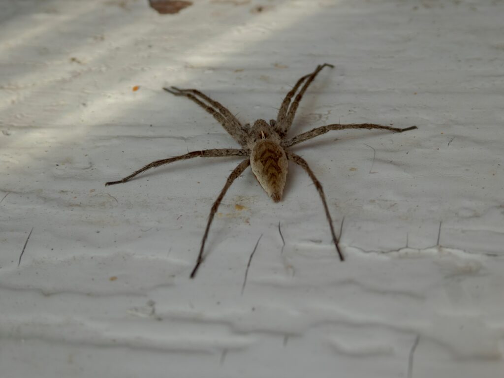 A brown spider with long legs, common among types of spiders in Georgia, rests on a textured white surface.