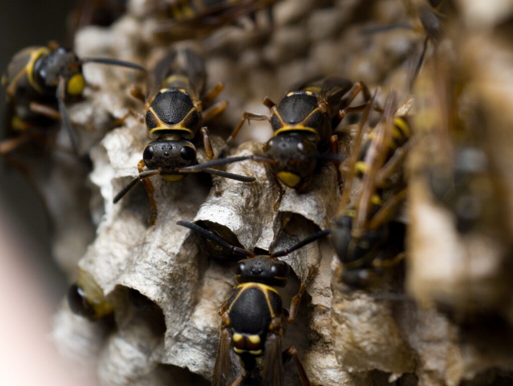 Close-up of several types of wasps in Virginia from a homeowners identification guide on their textured nest.