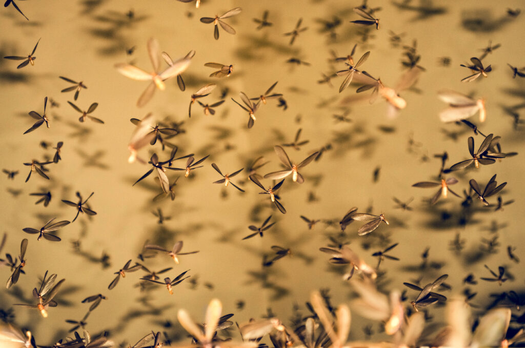 During termite swarming season in Florida, expect many flying insects with translucent wings creating a chaotic scene.