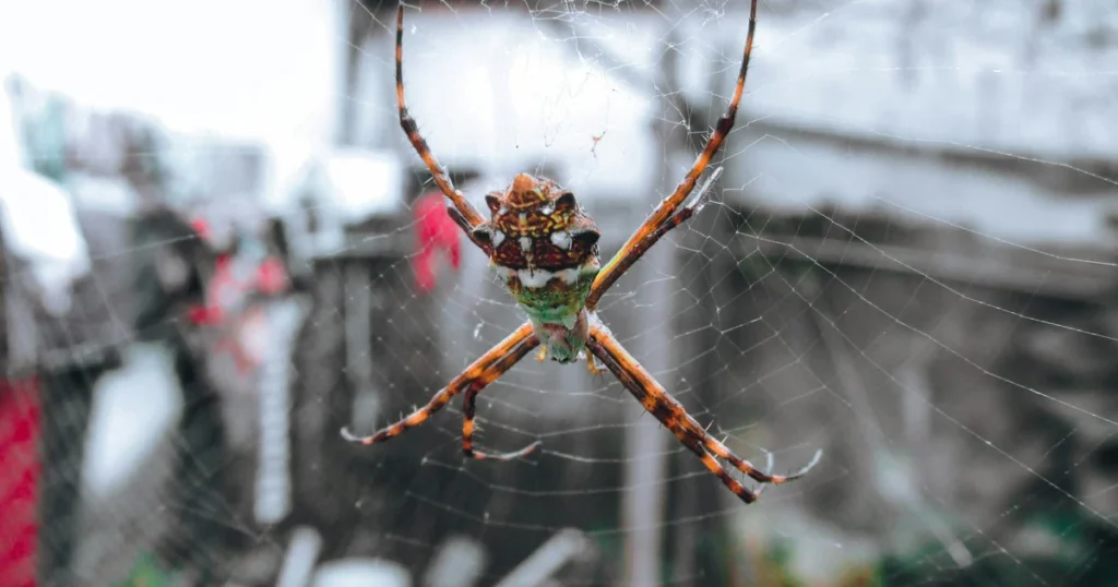 Spiders in Florida: Signs, Risks, and Control — featured image
