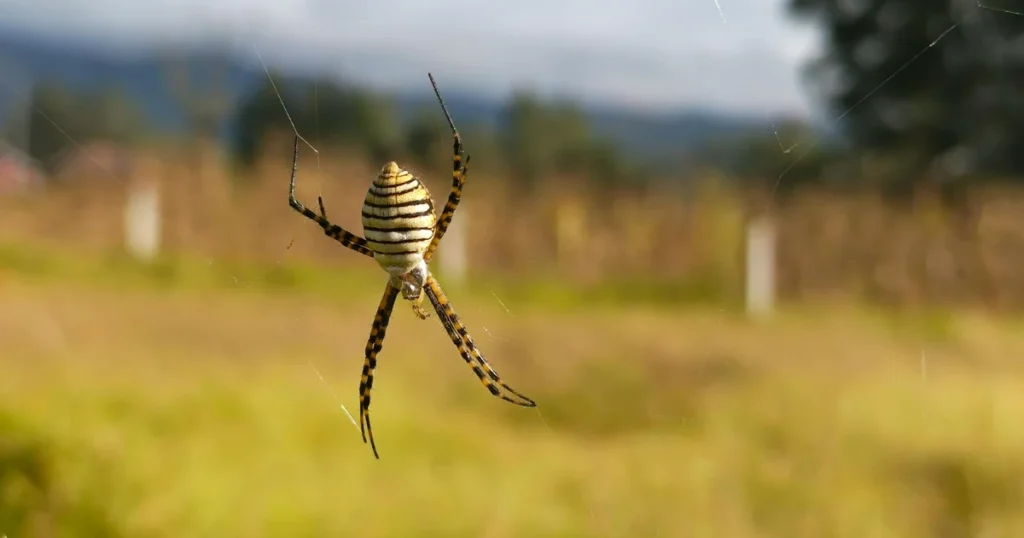 Spiders in Georgia: Signs, Risks, and Control — featured image