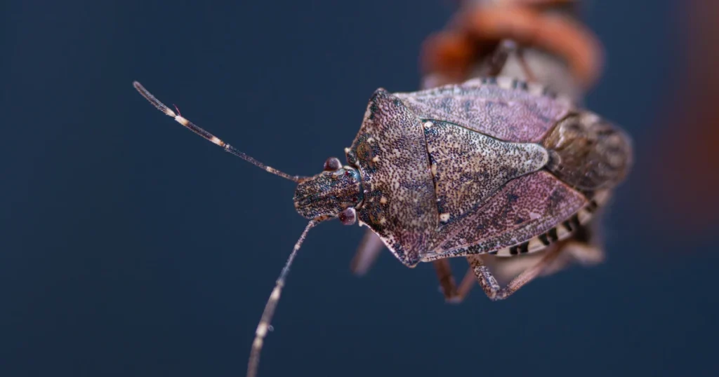 Stink Bugs in Virginia: Signs, Risks, and Control — featured image