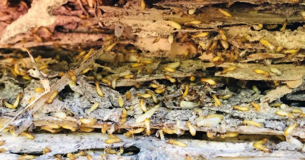 Termites in Florida: Signs, Risks, and Control — featured image