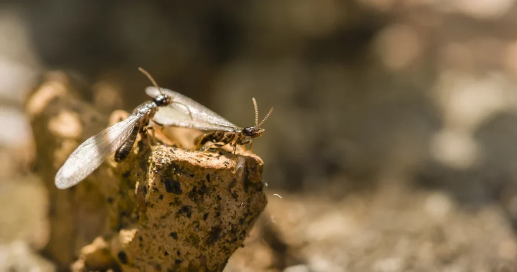 Termites in Virginia: Signs, Risks, and Control β featured image