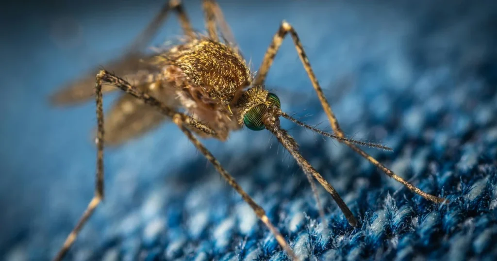 Types Of Mosquitoes in Florida: Signs, Risks, and Control — featured image
