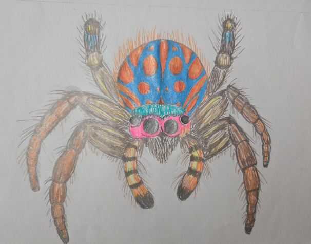 Pencils Down, Pests Drawn: Inside the Proforce Bug Drawing Contest 3 A colorful drawing of a spider with a blue and orange spotted body and striped, hairy legs on a white background.